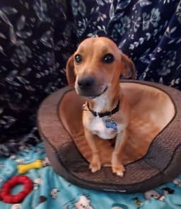 Milo image 1