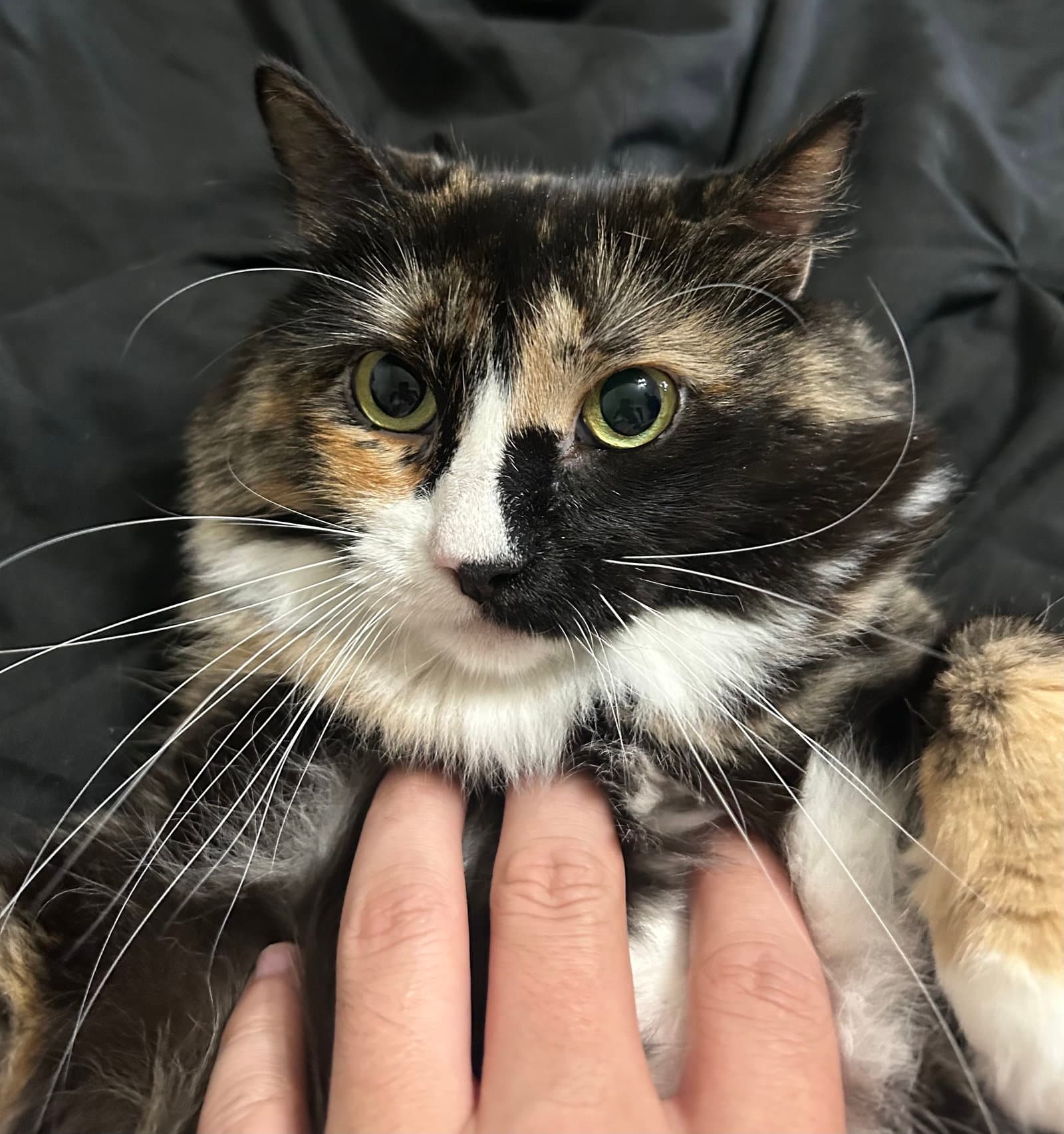 Grizabella - Calico