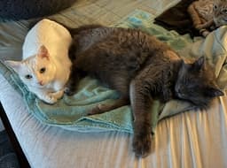 Finn And Lilla image 1