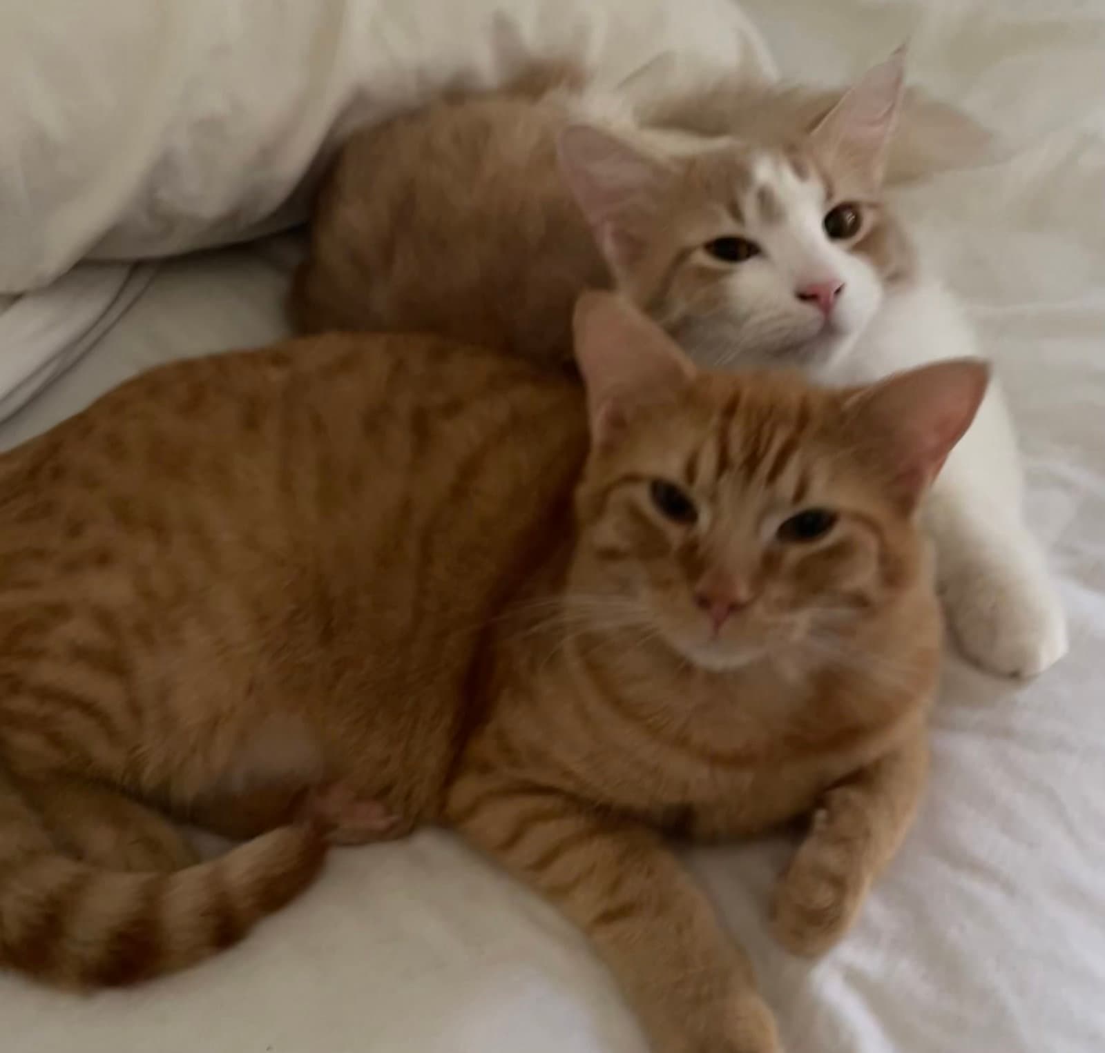 Biscotti - Domestic Short Hair