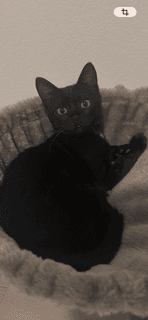Vella - Domestic Short Hair