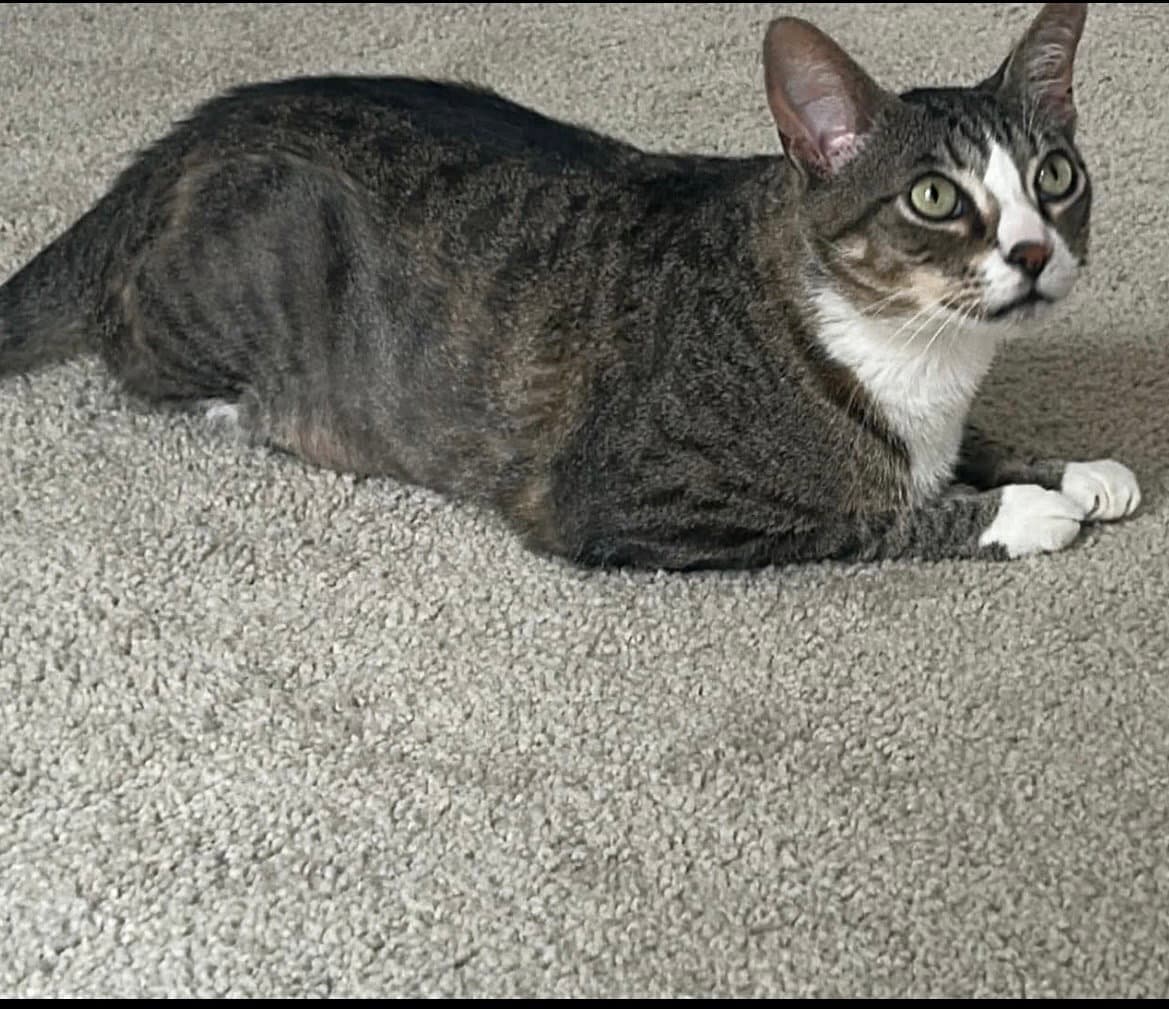 Pine Cone - Domestic Short Hair