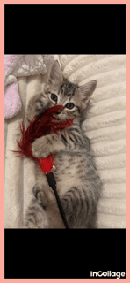 Teddy - Domestic Short Hair