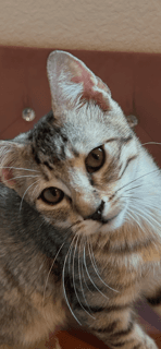 Teddy - Domestic Short Hair