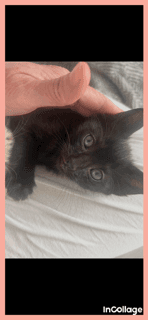 Kermit - Domestic Short Hair