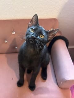Kermit - Domestic Short Hair