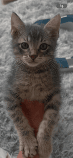 Pickles - Domestic Short Hair