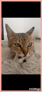 Caroline - Domestic Short Hair