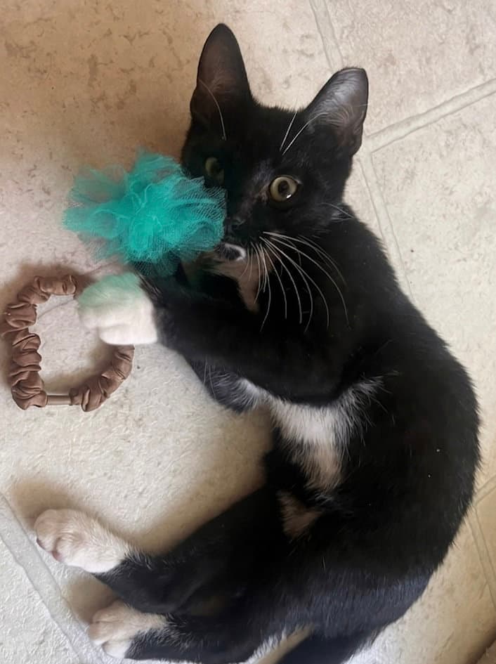 Bud - Domestic Short Hair