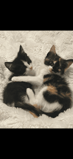 Princess - Calico