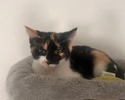 Princess image 3