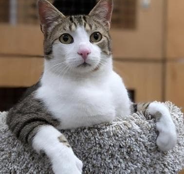 Marshall - Domestic Short Hair