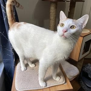 Xander - Domestic Short Hair