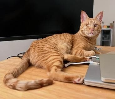Aslan - Domestic Short Hair
