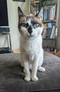 Miss Lizzie image 1