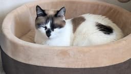 Miss Lizzie image 3