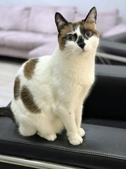 Miss Lizzie image 4