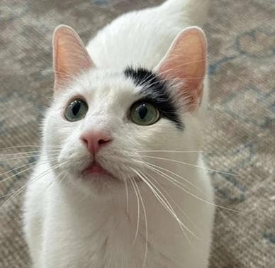 Percy - Domestic Short Hair