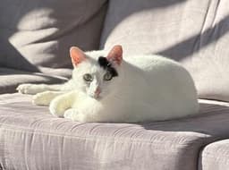 Percy image 4