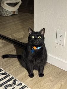 Lou - Domestic Short Hair