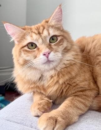Cheez-It - Domestic Medium Hair