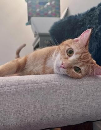 Dorito - Domestic Short Hair