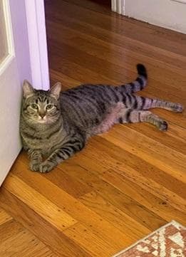 Cinnamon - Domestic Short Hair