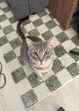 Bernie - Domestic Short Hair