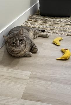 Bernie - Domestic Short Hair
