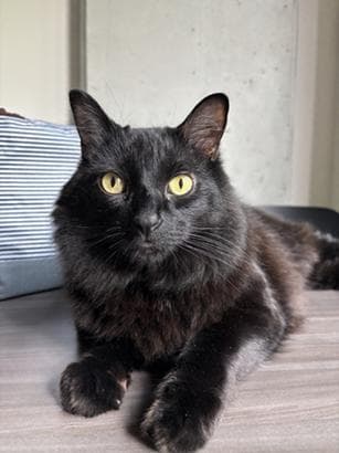 Daffy - Domestic Long Hair