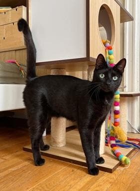 Beans - Domestic Short Hair