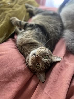 Gunner - Domestic Short Hair
