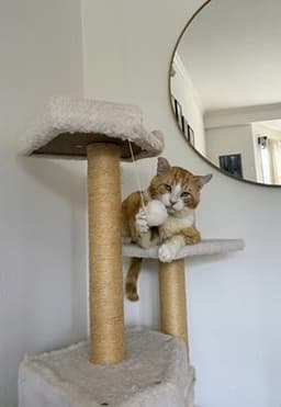 Purrince image 4