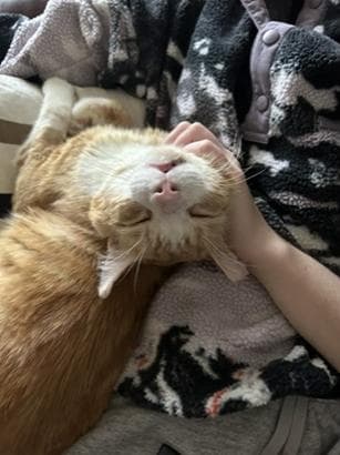 Purrince - Domestic Short Hair