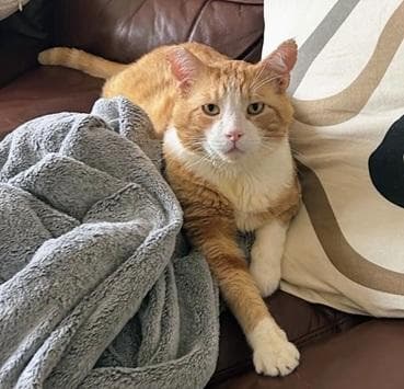 Purrince - Domestic Short Hair
