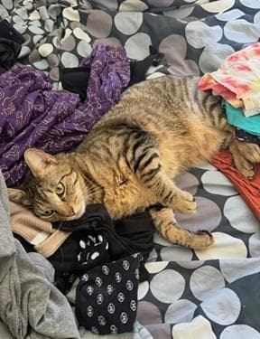 Snickerdoodle - Domestic Short Hair