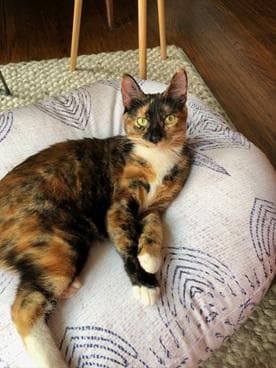 Sardine - Domestic Short Hair