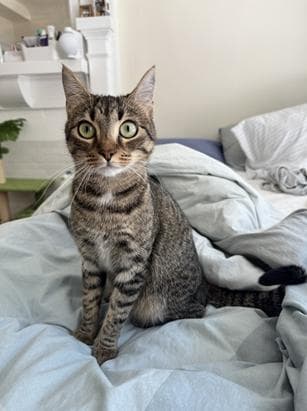 Cookie - Domestic Short Hair
