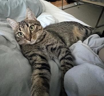 Cookie - Tabby