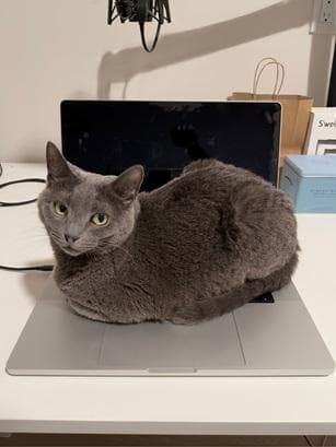 Tess - Domestic Short Hair
