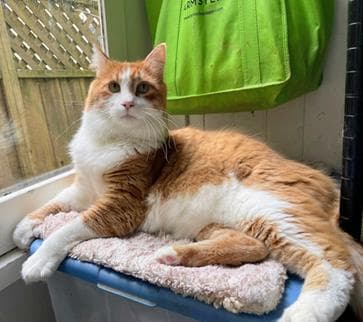 Leo - Domestic Medium Hair