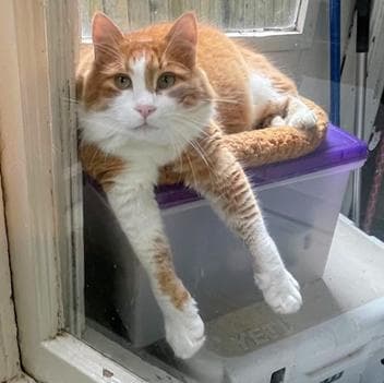 Leo - Domestic Medium Hair