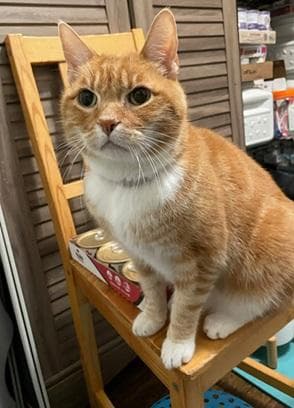 Malkin - Domestic Short Hair