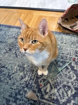 Malkin - Domestic Short Hair