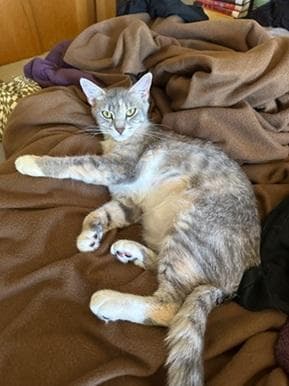 Diamond - Domestic Short Hair