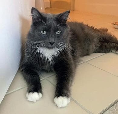 Magnus - Domestic Long Hair