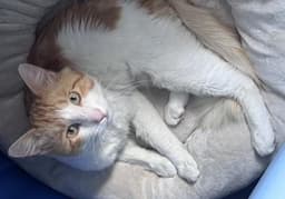 Marmalade image 4