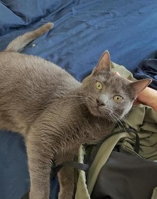 Rowan - Domestic Short Hair