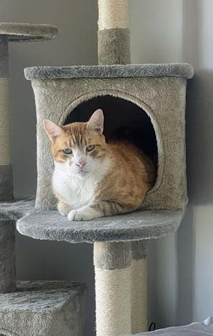 Bubba - Domestic Short Hair