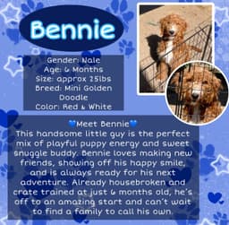 Bennie image 1